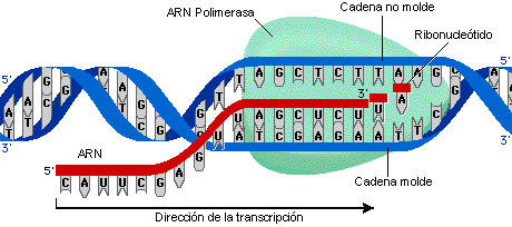 proliferación de células beta diabetes mellitus