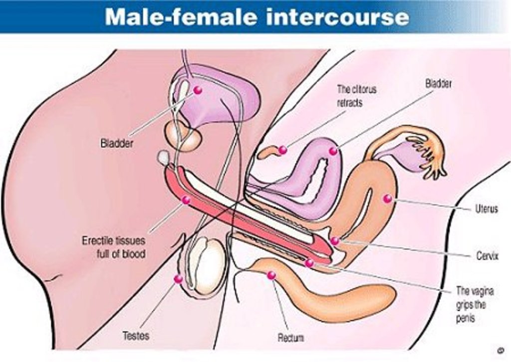 Male And Female Having Sexual Intercourse