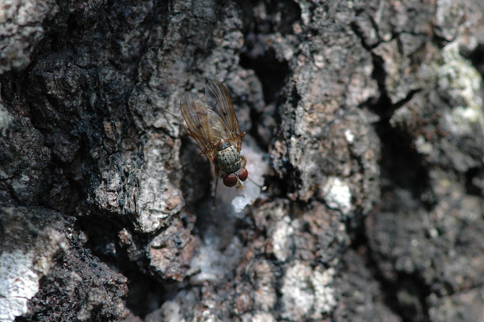 Field Biology in Southeastern Ohio A Rotting Tree Attracts Insects