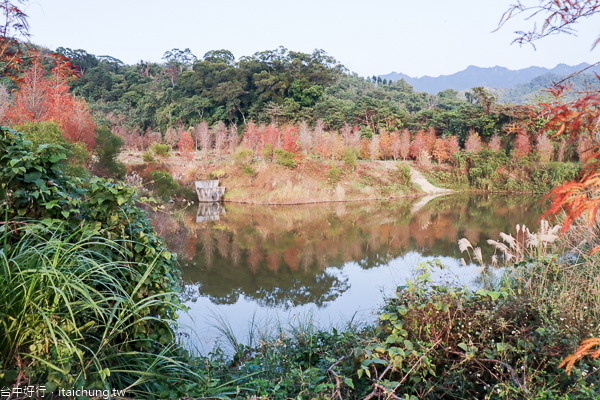 宴山林鴛鴦湖|台中北屯大坑落羽松秘境,上百棵落羽松圍繞湖畔 宴山林鴛鴦湖|台中北屯大坑落羽松秘境,上百棵落羽松圍繞湖畔