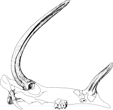 Kyptoceras skull