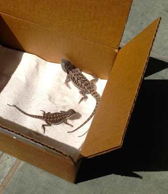 bearded-dragon-vivarium-accessories-basking-bulb