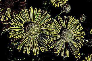 Fauna, Flora, Tiere, Vögel, Fische, Insekten, Blumen, Fauna, Flora, Tiere, Vögel, Fische, Insekten, Blumen,