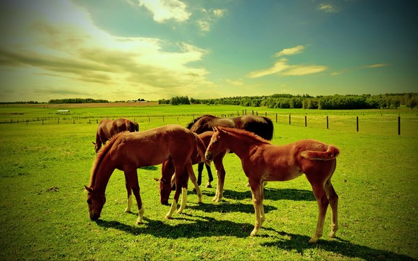 Awesome Pictures of Horses Grazing in Green Field