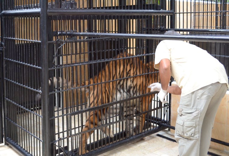 Wildlife Conservation Veterinarian Chemical and Physical Restraint of