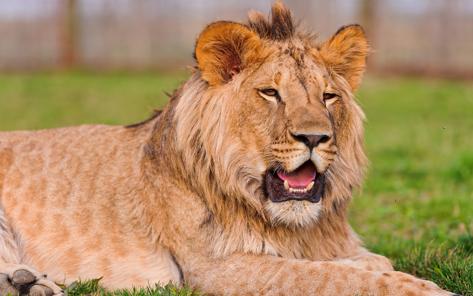 inspirationfor the name lion in hindi inspirationfor the name lion in hindi