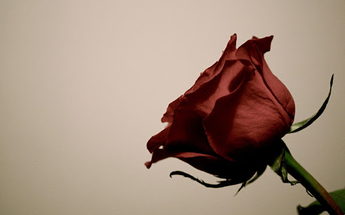 Gambar Bunga Mawar Merah Keren Berbagi Ilmu Wallpaper Terbaik