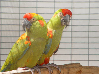 Istana Burung Parrot Jual Burung Macaw Murah