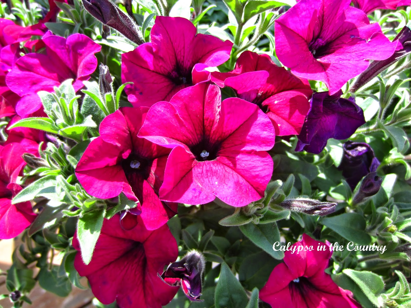 Pink Petunias in Containers Pink Petunias in Containers