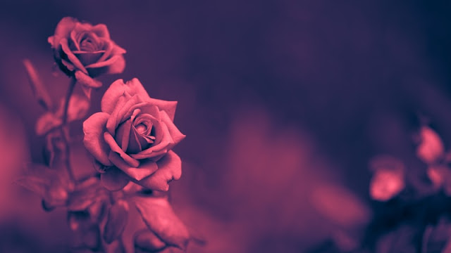 صور ورود جميلة