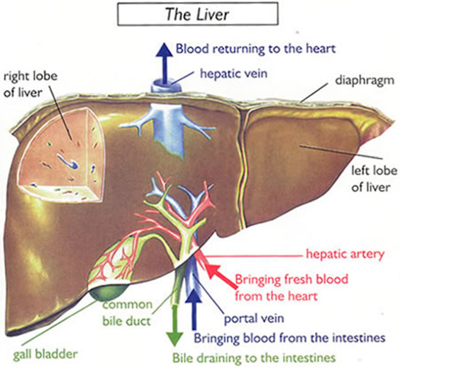 Penyakit Liver Penyakit Liver