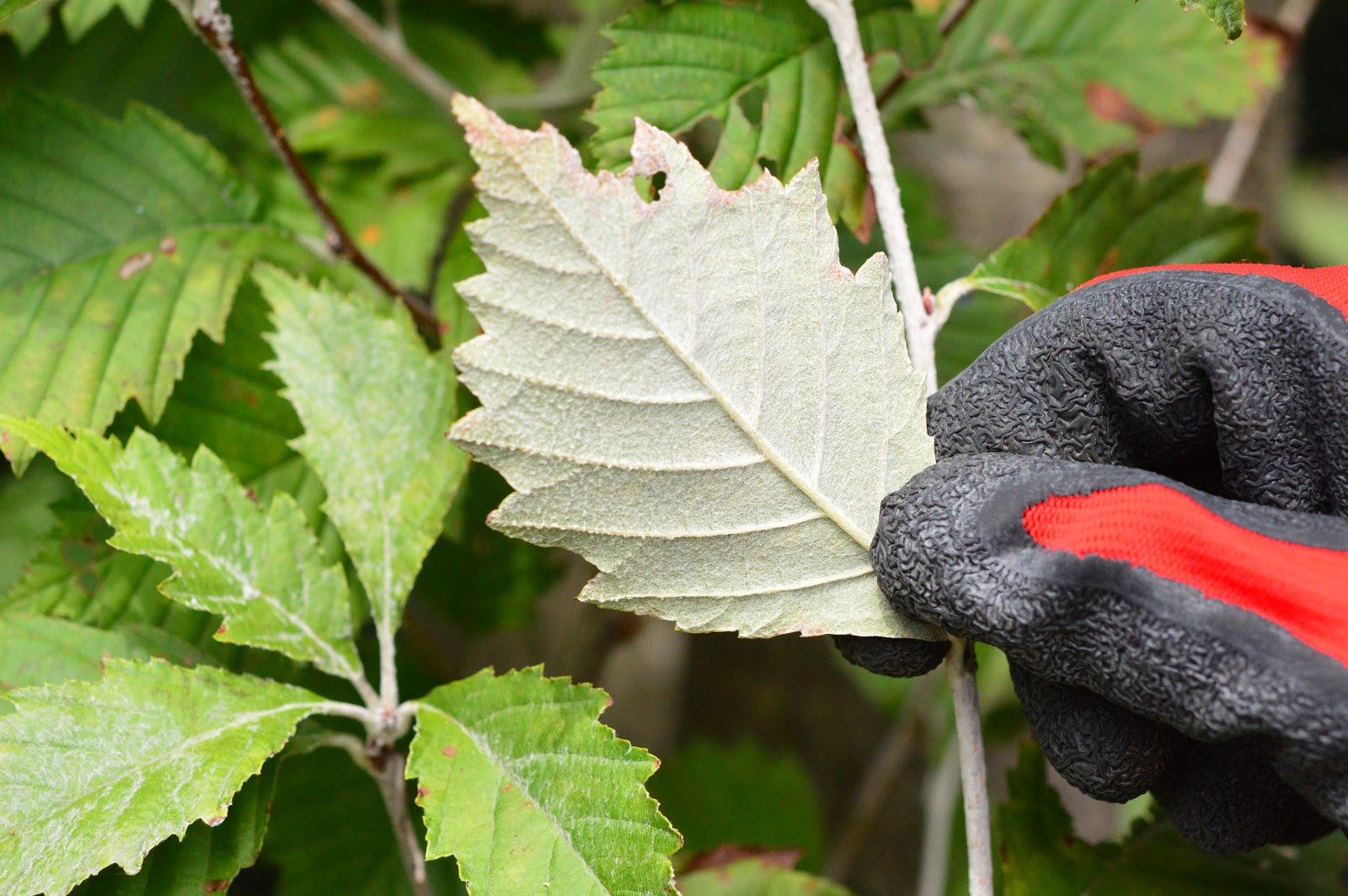 フィールドリサーチ