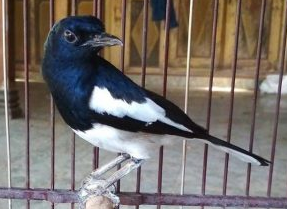 Cara Mudah Ternak dan Cara Pemeliharaan Burung Kacer poci Untuk Pemula