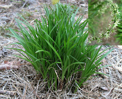 georgia native plants grass using