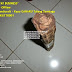 JUAL BELI Agarwood Kayu GAHARU ZEBRA Tulang Tembaga by: IMDA Handicraft Kerajinan Khas Desa TUTUL Jember