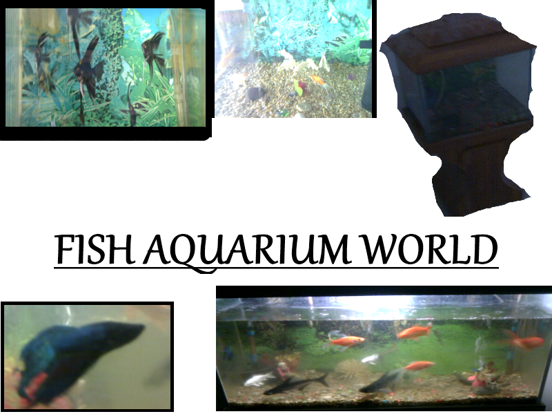 Fish Aquarium World