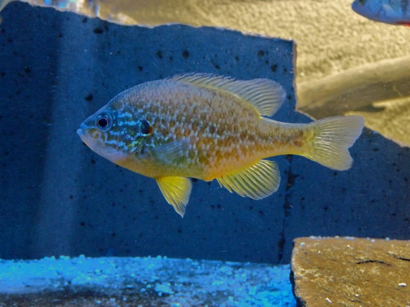 Faaxaal Photos nature gratuites et libres