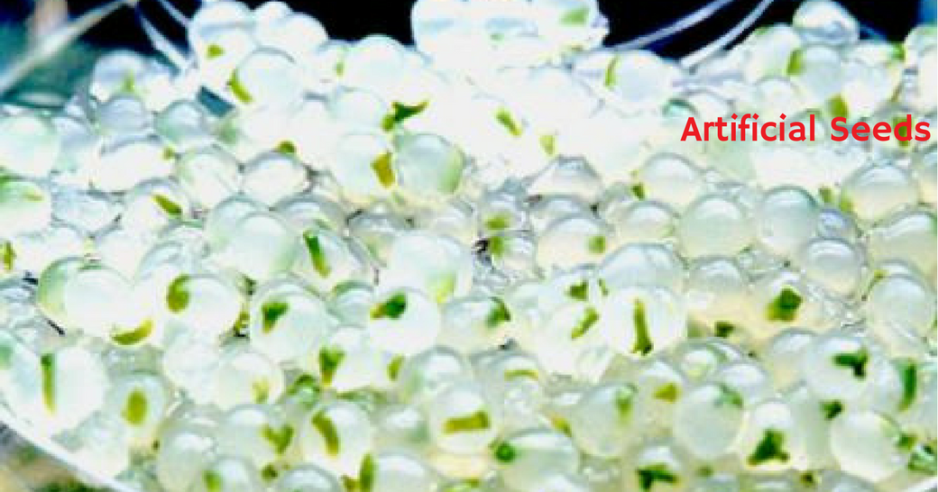 p.h.d. thesis in plant biotechnology About 46 item dissertation in line with plant biotechnology query results,the following is 1 to 50. p.h.d. thesis in plant biotechnology About 46 item dissertation in line with plant biotechnology query results,the following is 1 to 50.