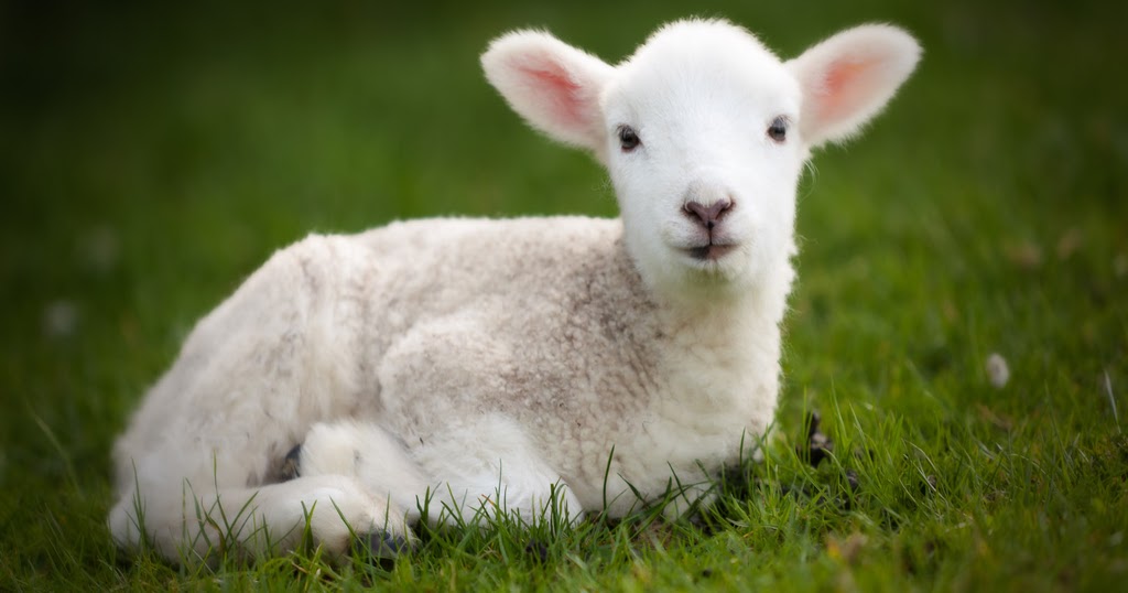 Christian characteristics gentleness
