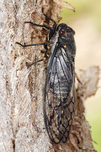 “Sable Cicada” (จักจั่นสีดำ)