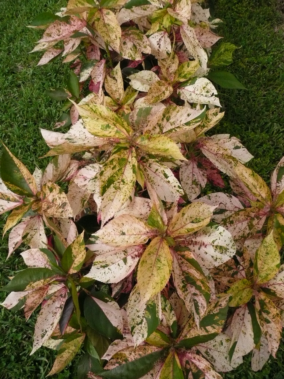 Gardening South Florida Style South Florida Hedge Plants v.I