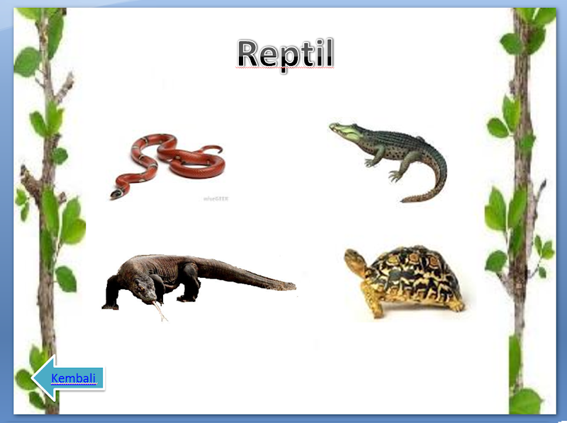 26+ Info Terbaru Berikut Contoh Hewan Reptil Kecuali