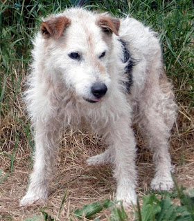 KODA - fox terrier 12 ans - Spa de Gennevilliers (92) Koda35