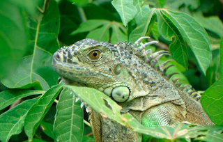 mainland iguana