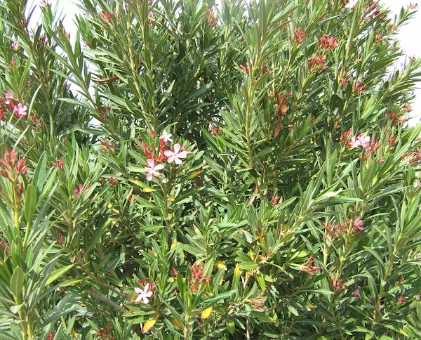 Can goat Eat Oleanders oleander, oleander leaves, can goat eat oleanders, will goat eat oleanders, can goat eat oleander, is oleander toxic for goats, can goats eat oleanders