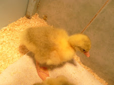 Our first gosling, fit and healthy!