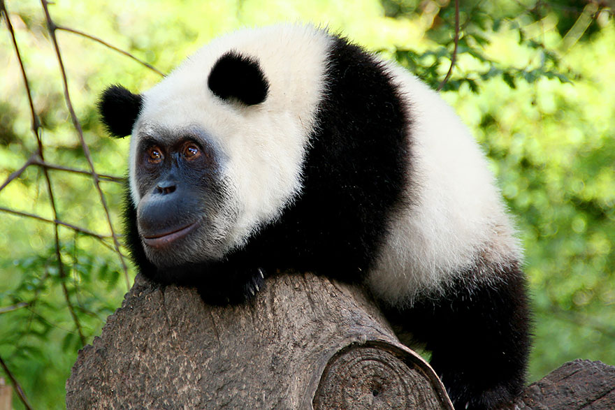 Orangupanda Orangupanda