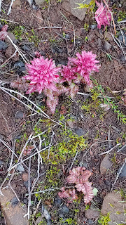 Flowers on Eagle Peak trail