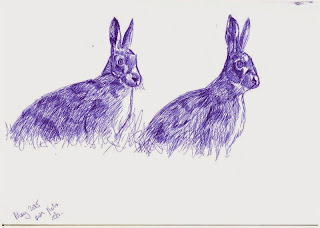 Hare sketches in biro