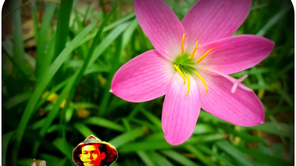 Cara Menanam Bunga Fairy Lily Zepyranthes Atau Bunga Lily Hujan Bunga Bawang Bawangan