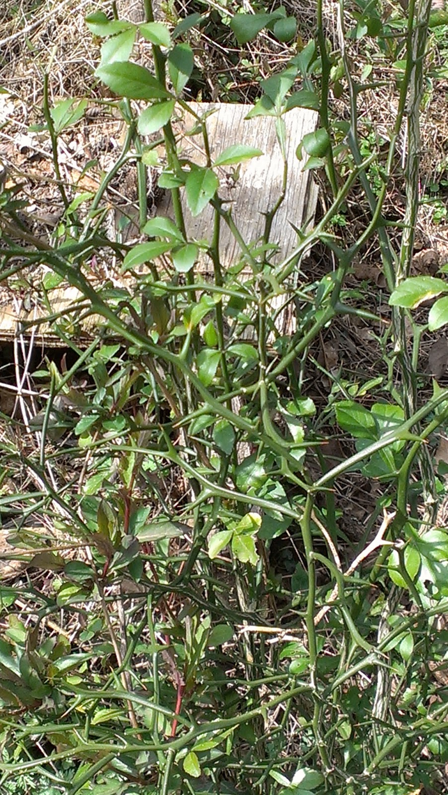 Southern Forager A Citrus Tree That Will Grow in Tennessee!