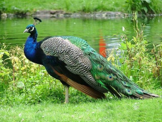 Burung - Burung Eksotis Asal Indonesia - Burung Kicau Nusantara