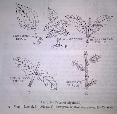 Hoja: estípula, ESTÍPULA y estructura de varios ápices de hojas-digieduco