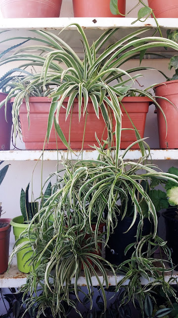 نبات الفلانجيوم spider plant