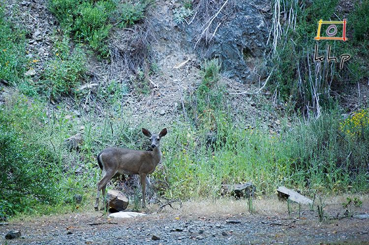 These deer came and had dinner across the creek from our campground every single evening!