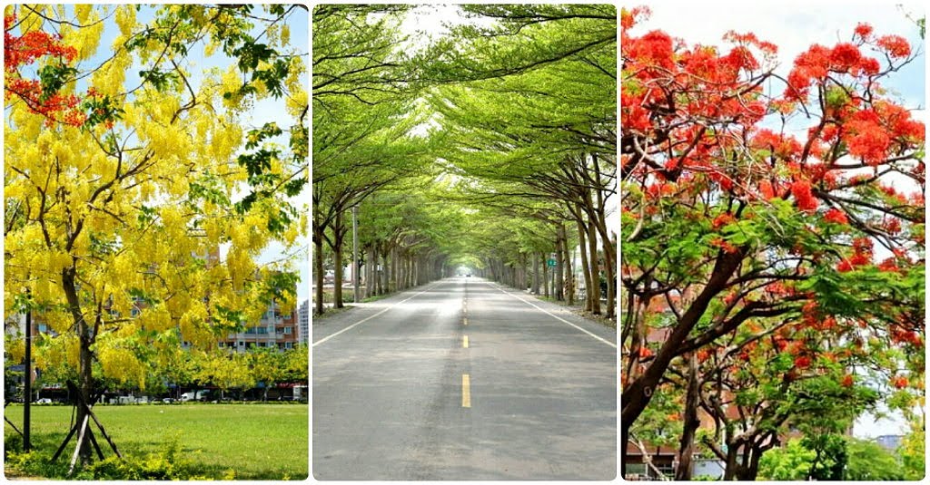 台南初夏「黃綠紅」綻放｜阿勃勒、鳳凰花、小葉欖仁為夏季打開序章