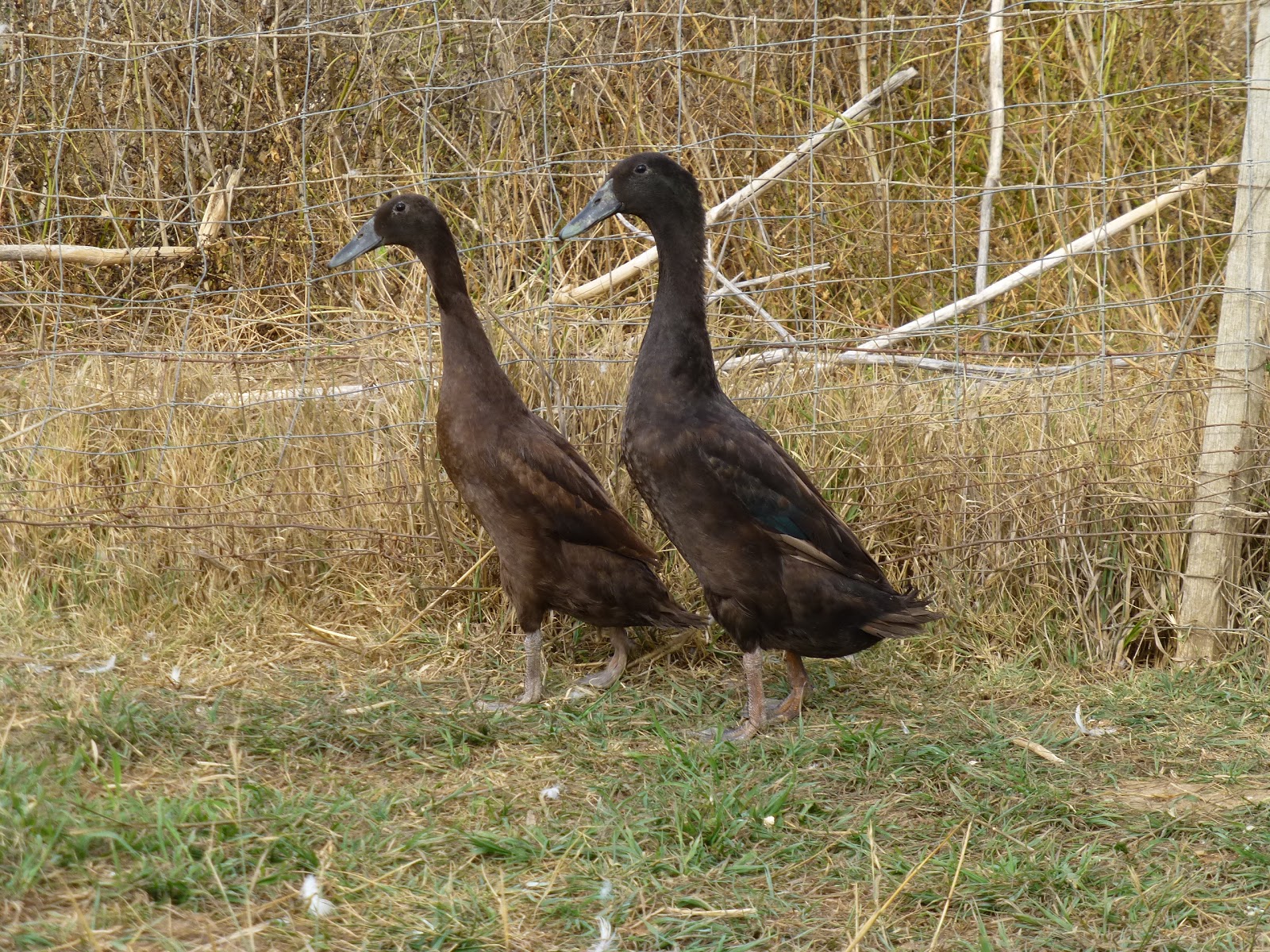 Metzer Farms Duck and Goose Blog Indian Runner Ducks