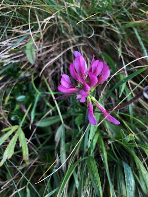 [Fabaceae] Trifolium alpinum – Mountain Clover