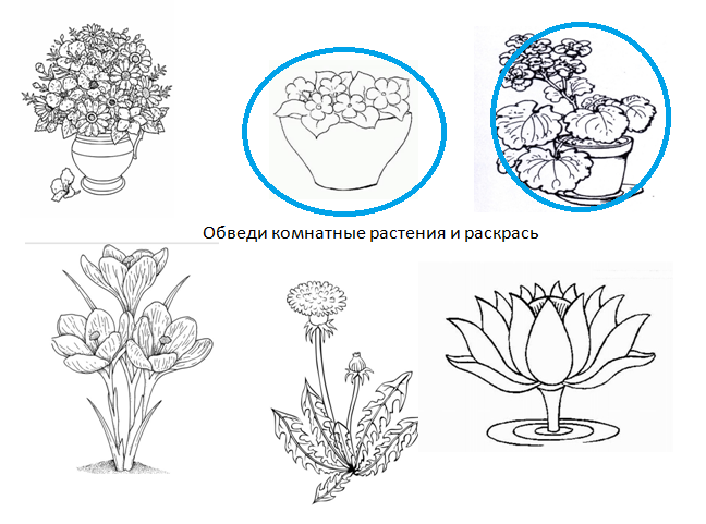 комнатные растения задания для детей. задания для детей по комнатным растениям. комнатные растения задания для детей. задания по комнатным растениям. комнатные растения задания для дошкольников.