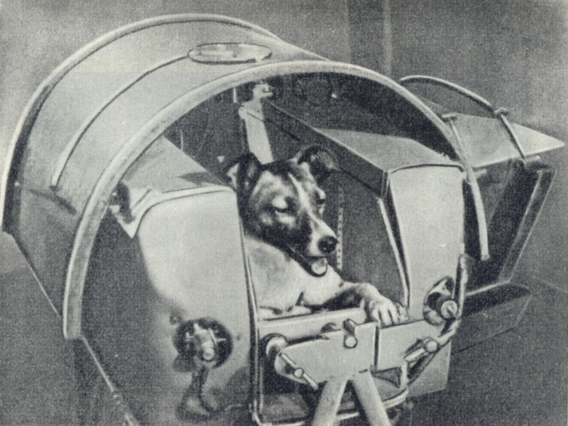 Самые первые собаки полетевшие в космос. Laika Space traveller рисунок. Laika Space traveller и Дэвид Боуи.