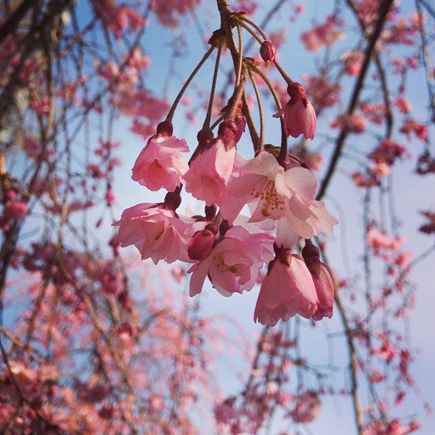 Sakura yüzme kulübü ücretsiz indir