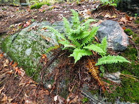 Lake Muskoka fall colours mossy rock ferns  by garden muses--a Toronto gardening blog