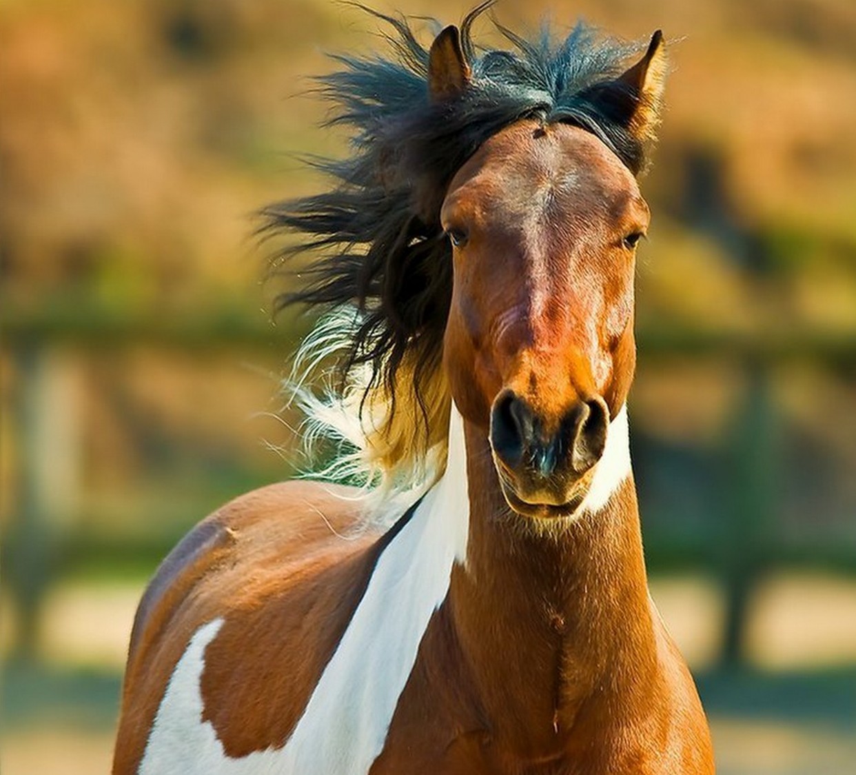 Про лошадей красивый. Лошадь. Красивые лошади. Светло коричневая лошадь. Очень красивые лошади.