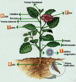 estructura de las plantas