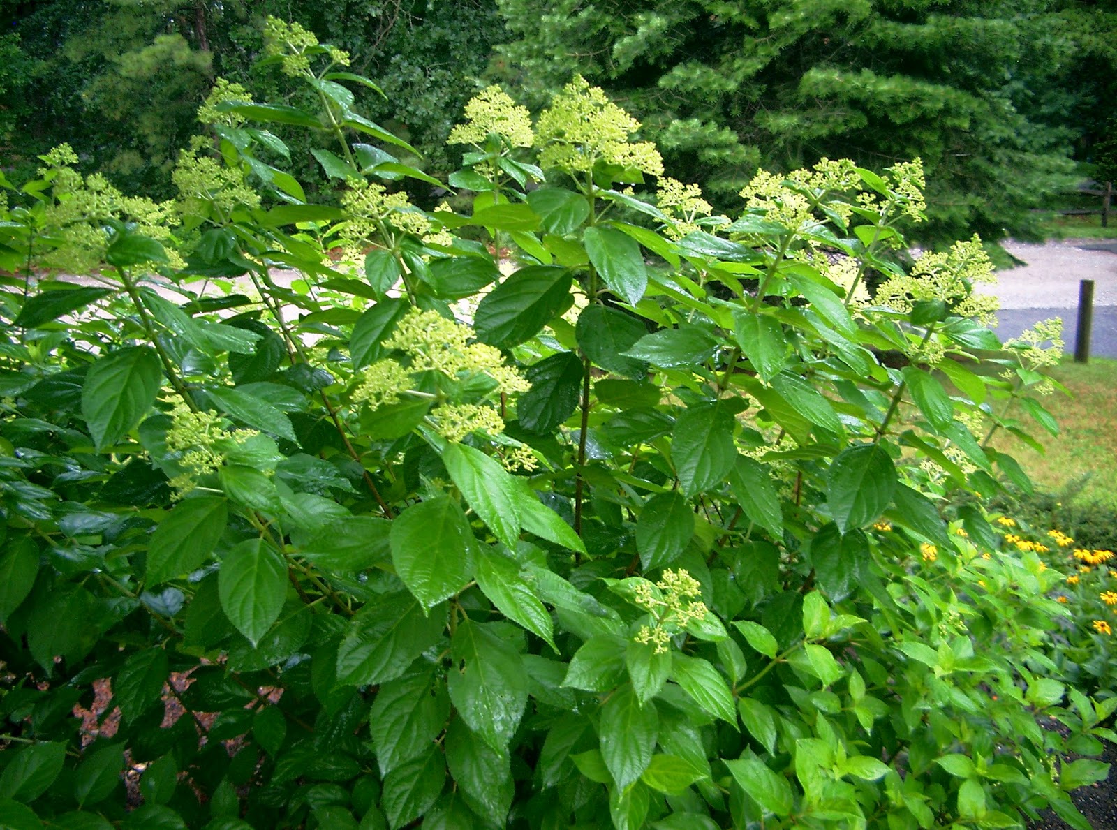 hydrangea paniculata ©linda nelson 2014