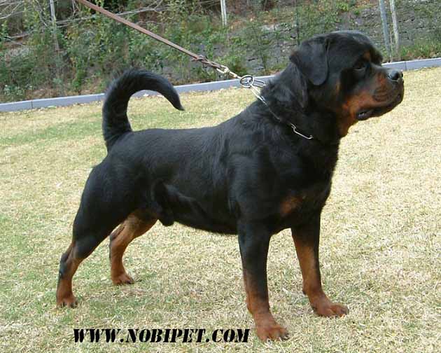 Chó Nghiệp Vụ - Rottweiler ban-giong-cho-rottweiler-thong-minh-duoc-yeu-thich-nhat